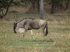 Gnou à barbe blanche en Tanzanie