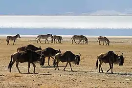 Gnous et zèbres