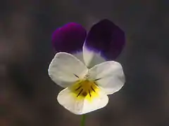 Viola tricolorvar. tricolor