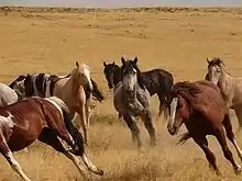 Dans de hautes herbes brulées par le soleil, un groupe de chevaux semble débuter un mouvement de fuite au galop.