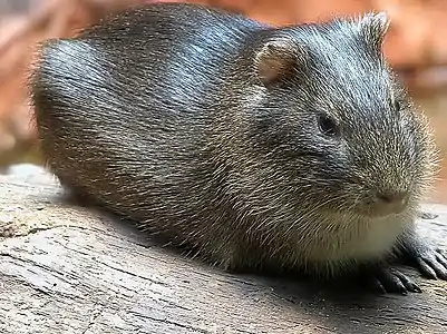 Cobaye sauvage (Cavia aperea).