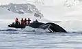 Touristes observant une baleine à bosse en train de sonder dans la baie de Wilhelmine
