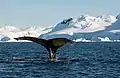Une baleine à bosse sondant dans la baie de Wilhelmine