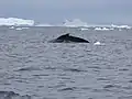 Baleine s'apprêtant à sonder dans la baie de Wilhelmine