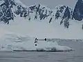 Manchots sur un bloc de glace dérivant dans la baie de Wilhelmine