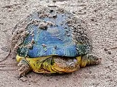 Description de l'image William's African Mud Turtle (Pelusios williamsi) (7080593585).jpg.