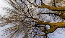 Branches d'un arbre, l'ensemble tirant sur le rouge. Un tronc envoie vers le ciel une multitude de branches qui s'étalent sur le ciel, et sur la photo.
