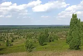 Lande dont les genévriers ont été sculptés par des abroutissements réguliers (Basse-Saxe, Allemagne)