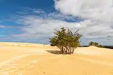 Une dune, un arbuste, le ciel.