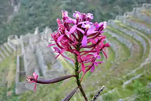 Description de l'image Winaywayna orchid.JPG.