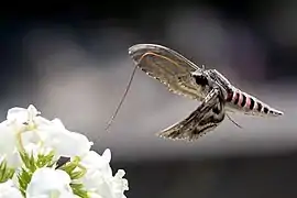 Un sphinx du liseron avec une fleur. Juillet 2022.