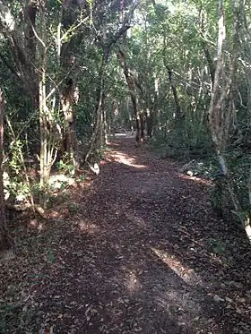 Sentier dans le parc national géologique de récif fossile de Windley Key