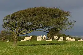 Photo prise sur l'île de Purbeck, au bord de la Manche.