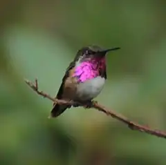 Description de l'image Wine-throated Hummingbird (Atthis ellioti).jpg.