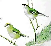 aquarelle. Deux petits oiseaux, ventre blanc, dos vert, tête verte avec grande bande noire, ailes noires et blanches, étagés sur un rameau sec