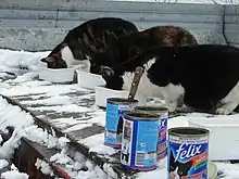 Chats mangeant de la pâtée en boîte