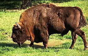 Photo d'un bison d'Europe.