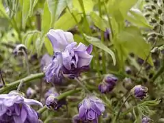 Wisteria floribunda 'Violacea Plena', fleurs.