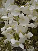 Wisteria sinensis 'Alba', fleurs.