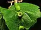 Plante avec une excroissance dans laquelle se trouvent des petits insectes.