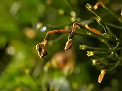 Inflorescence après floraison