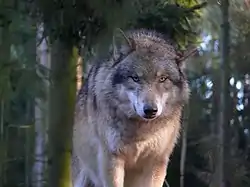 Le loup gris, à nouveau présent dans le massif depuis 2011.