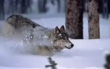 Photographie d'un loup courant dans la neige.
