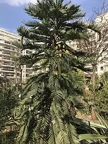 Wollemia nobilis au Jardin des 5 continents de Levallois-Perret