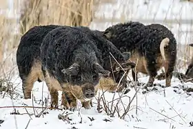 Cochons mangalitza