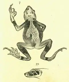 Description de l'image Wolterstorffina parvipalmata (Werner, 1898).jpg.