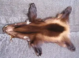 Peau dont la fourrure présente des nuances de brun sur le dos, avec les pattes plus foncées