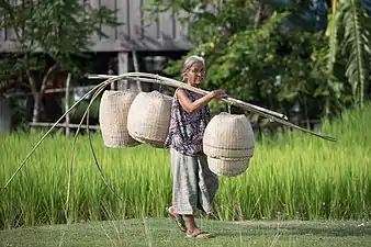 Femme agée sous une palanche portant des paniers en osier dans les rizières vertes de Don Det.