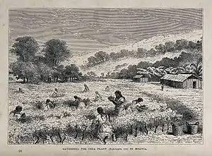 Récolte des feuilles dans une plantation de coca, Bolivie, 1867.