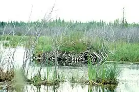 le parc national Wood Buffalo