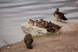 Couple avec ses jeunes.