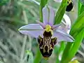 Ophrys scolopax