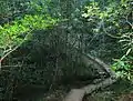 The "woodcutters path" , le «sentier des bûcherons» à travers les forêts indigènes de Newlands