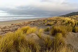 « Woodend Beach », dans le « Tūhaitara Coastal Park », Canterbury.  juillet 2019.