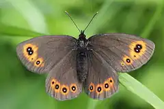 Erebia medusa ♀