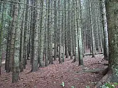 Sous-bois d'une pessière dense, Haute-Savoie, France.