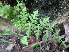 Description de l'image Woodsia obtusa blade.jpg.