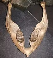 Mâchoire inférieure d'un mammouth vue de dessus et de face.