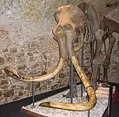 Squelette de mammouth vu de face.