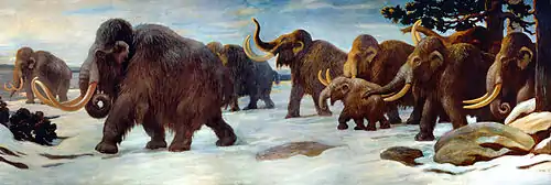 Peinture représentant un troupeau de mammouths, des adultes et un jeune, traversant un paysage enneigé de la droite vers la gauche.
