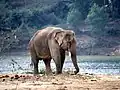 Éléphant de travail sur la berge de la rivière des Parfums