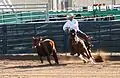 Working cow horse