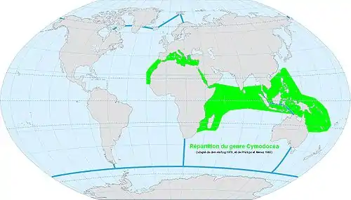 Répartition du genre Cymodocea