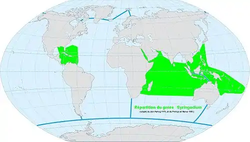 Répartition du genre Syringodium