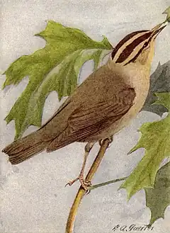 Description de l'image Worm-eating Warbler NGM-v31-p308-A.jpg.