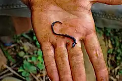 Description de l'image Worm Salamander (5702178730) (2).jpg.